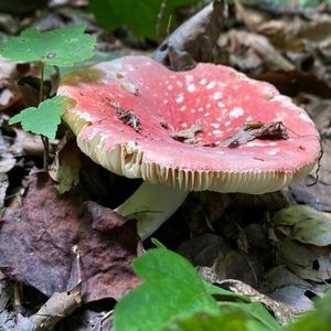 Meet your Posher, Joshua